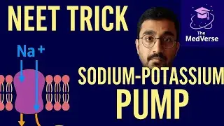 &ldquo;How the Sodium-Potassium Pump Actually Works | CEE Crash Course
