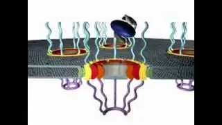 The Structure of the Nuclear Pore Complex: Supplemental Video 3