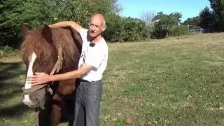 Pourquoi vous devez travailler la SOUPLESSE de vos CHEVAUX