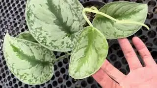 Scindapsus Silver Cloud | OKANOKA.COM | Selling Tropical Plants & Houseplant