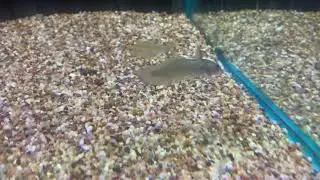 Eeltail catfish don&rsquo;t need heaters and can go in ponds