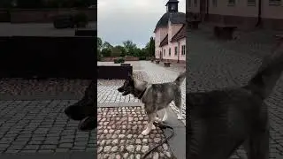 #husky #huskyvideo #siberianhusky #хаски #huskylife #cute #agoutihusky #wolf #хаскиприколы