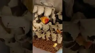 how We set up Feeder Discoid Roaches at Olympianexotics.com