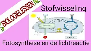 VWO | BB | Stofwisseling | Fotosynthese de lichtreactie