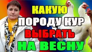 Какую породу кур выбрать на весну. ПЯТЬ моих лучших кур.