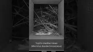 Topillo