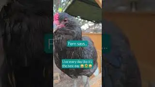 Chicken affirmations #poultryfans #chicken ##backyarddinos #chickening #chickenpals #birds