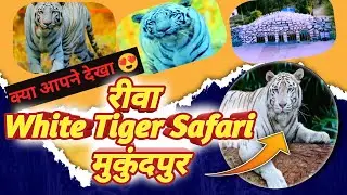 World Famous White Tiger || Most Popular Tiger In Rewa ||
