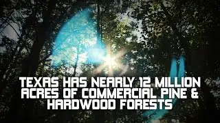Texas Ag Facts | Timber Acres