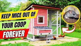 How to Keep Rats & Mice OUT of Your Chicken Coop 🐭🐓&mdash; Forever!