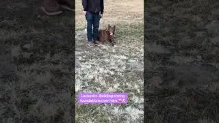 #puppy #moose #dog #training #cute #fyp #youtubeshorts @OliverDogTraining