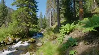 Peaceful River Flow Sounds for Stress Relief and Meditation, Natural Water Ambience for Sleep