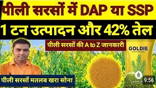 pili sarso || पीली सरसों की उपज 1 टन प्रति एकड़।। how to get tons of yellow mustard yield per ekad|