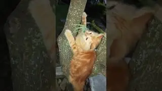 Oyen Petualang, Main Lidi di Pohon  Malam Hari. #kucingfau-chan #fau-chan