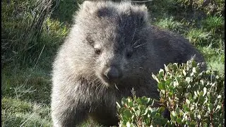 A wild Tasmanian wombat busily chomping grass.