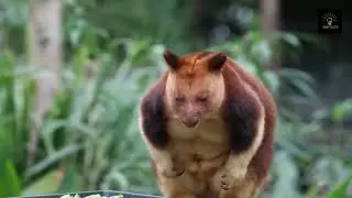 A Forest Older Than Dinosaurs  The Daintree Rain forest Explained!