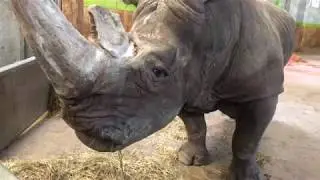 Bedrohte Tierarten: Das Nashorn Tsavo ist eines der letzten Breitmaulnashörner