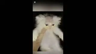 Cat gets fan haircut