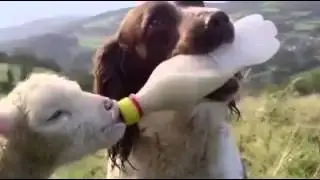 Las 7 etapas del amor