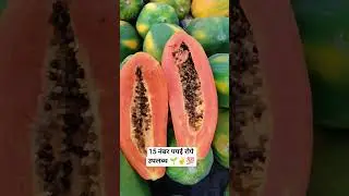 15 number papai #papaya # #music #divali #पपई #लागवड 8605314819 #रोपे #Nursary #viral #love #trnding