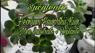 Substrato para Suculentas - Meu Aeonium Haworthii Kiwi