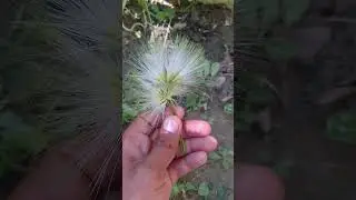 Albizia Lebbeck☀Flowers.#shortsvideo #shorts #short