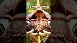 Dj Talgar feat Pavelsky - Бабочка #sergeytalgar #блогер #песня #ремикс #танцы #бабочка #russia #pop