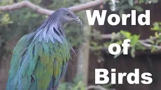 World of Birds - Hout Bay