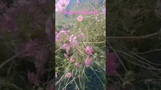 Cosmos flowers 🌸#viral #shorts #travel #trending #arunachalpradesh #tuini &hearts;️&hearts;️&hearts;️