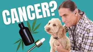 What To Do When Your Pet Has Cancer? Holistic Solutions | Dr. Robert Silver DVM