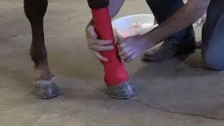 How to Bandage Your Horse's Leg Wound