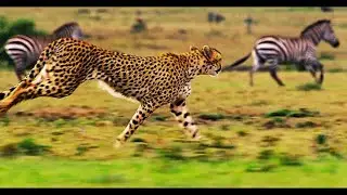 Open Tiger Attack 🐆 जंगल मै | जेबरा के पीछे | #tiger#viral