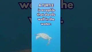 Turtle or Tortoise? Which is which?