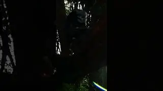 Predator 