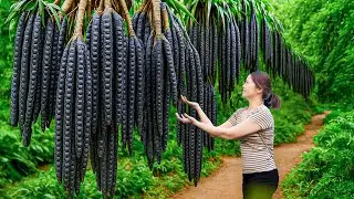 Harvesting wild soapberry in rainforest, Roasting over red fire | Discover unique shampoo formula