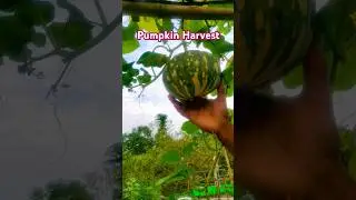 Fresh Pumpkin Harvest from Terrace । घर की छत से ताज़ा कद्दू की हार्वेस्ट #shorts #youtubeshorts