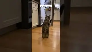 MY CAT IS WEIRD&hellip; I Was Not Ready For This #cat #funny#cute #pets #shortsfeed#kitten#shorts#funnycats