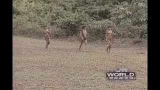 Brazilian Indians fight for their rights