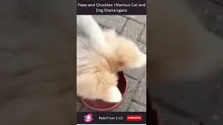 Paws and Chuckles Hilarious Cat and Dog Shenanigans #laughoutloud #youtubeshorts  #shorts
