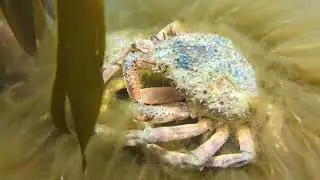 Jurassic coast - underwater 2024