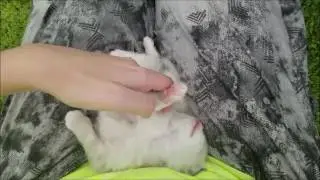Floppy Ragdoll Kitten Lap Cuddles