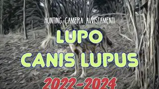 Lupi a Rubiana -Avvistamenti Hunting Camera - #huntingcamera  - #rubiana - #valledisusa - #piemonte