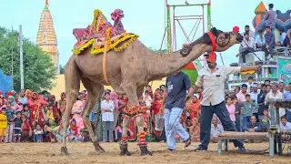 राजस्थानी रंग: ऊँट नृत्य | Camel Stunt | New Rajasthani Song 2025 |Priyanshu Sihag | New Camel Dance