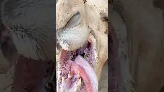 Camel milk secret REVEALED!