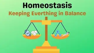 Homeostasis in simple way with Example|Components of Homeostasis Mechanisms