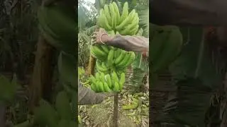 banana cutting video and style super banana export and quality #ril #viral #farming #video #viral ,,