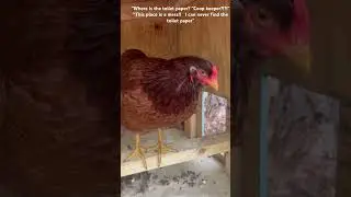 ROLO the vocal Buckeye HEN. Talking chicken