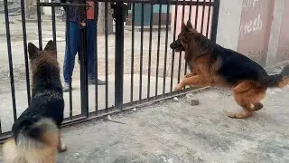 German Shepherd Morning Walk: The Ultimate Guide for Dog Owners