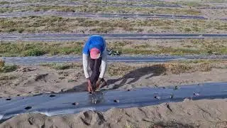 STEP-BY-STEP: PLANTING HUNDREDS OF WATERMELON SEEDS ON SANDY MOUNDS BY HAND - Agriculture Farming