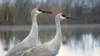 Magical Preserve